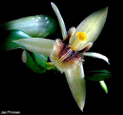 Coelogyne ovalis